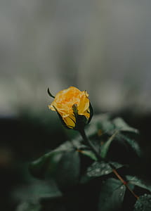 Selective Focus Photography Of Yellow Rose thumbnail