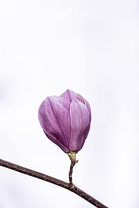 close-up photography of purple flower bud on branch thumbnail