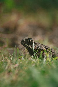 shallow focus photo of brown frog thumbnail
