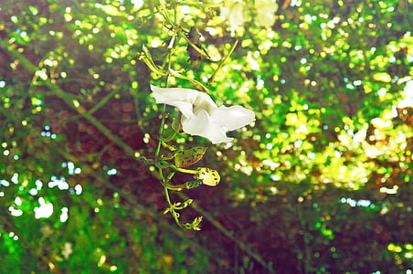 white petaled flower in bloom selective focus photo thumbnail
