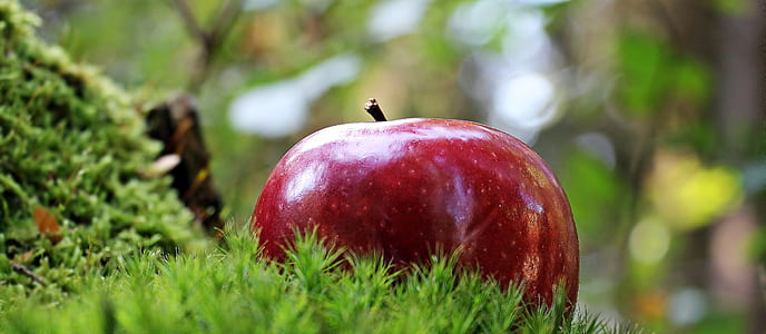 apple in green leaf thumbnail