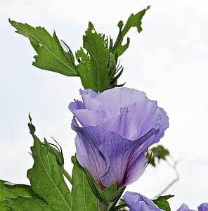 macro photography of purple Hibiscus flower thumbnail