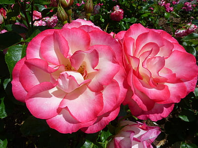 pink roses in close-up photography thumbnail