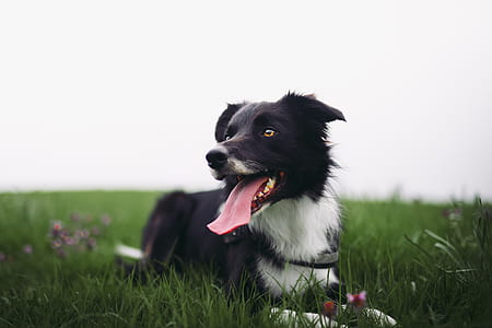 adult black and white border collie laying down on green grass lawn thumbnail
