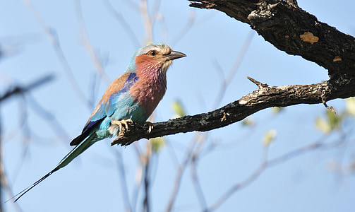 red and blue bird thumbnail
