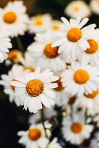 Closeup Photo of White Daisy Flowers thumbnail