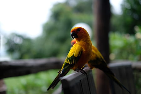 Two Yellow-and-black Birds thumbnail