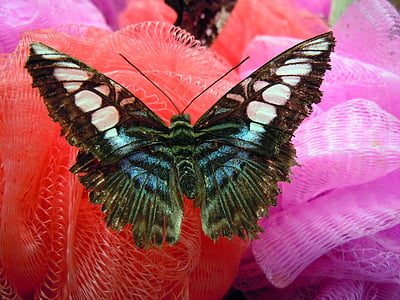 selective focus photography of black, white, and brown butterfly on orange mesh scrub thumbnail