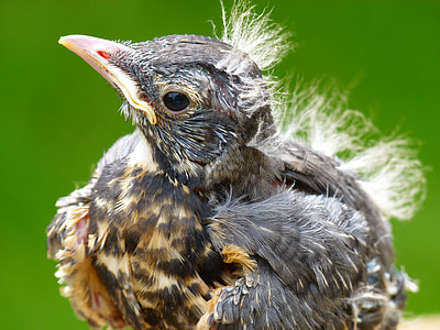selective focus photography of chick thumbnail