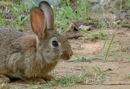wildlife photograph of brown rabbit thumbnail