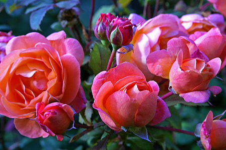 pink rose flowers thumbnail