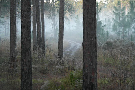brown woods during foggy day thumbnail
