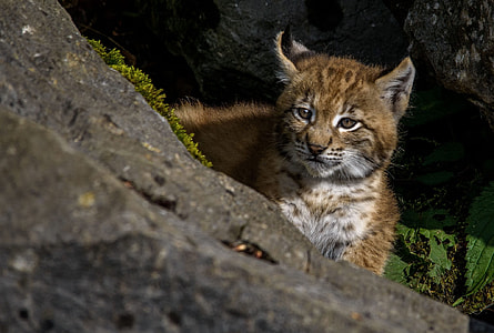 Young, Lynx, Lynx, Predator, Wildcat, Cat, young lynx thumbnail
