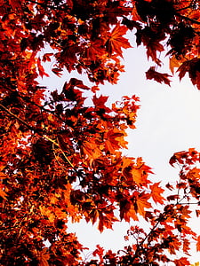 autumn, autumn colours, autumn leaves, branches, bright thumbnail