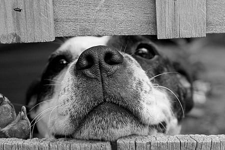 closeup photography of dog thumbnail