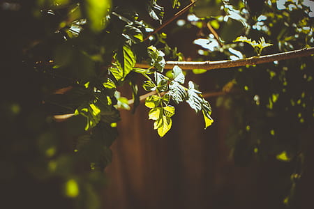 close up photography of green plant thumbnail