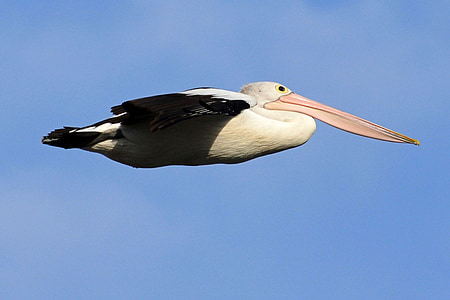 white and black pelican thumbnail