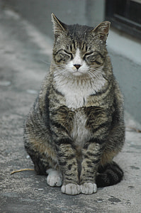 photo of short-fur gray cat sitting on gray pavement thumbnail