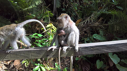 three primates on wooden log thumbnail