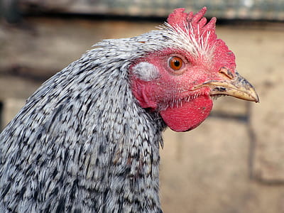 gray and red rooster close-up photography thumbnail