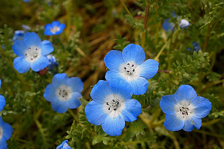white and blue petaled flower flower thumbnail