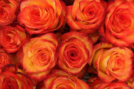 Closeup shot of red rose flowers thumbnail