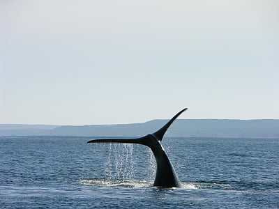 whale showing its tail above sea thumbnail
