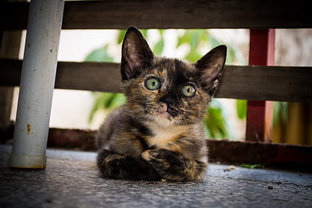 tortoiseshell kitten thumbnail