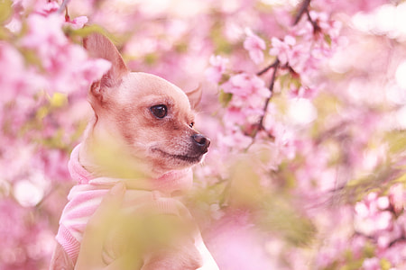 fawn smooth Chihuahua near cherry blossoms thumbnail
