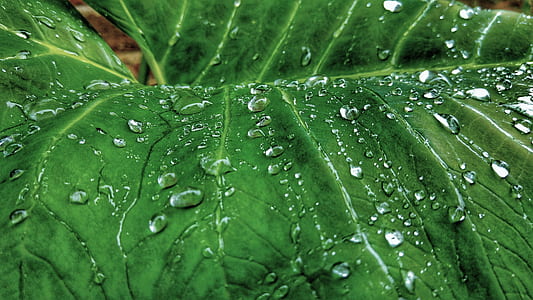 taro plant close up photography thumbnail