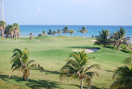 palm trees in golf course during daytime thumbnail