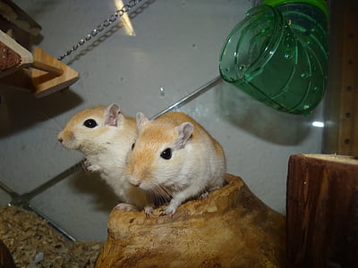 tow brown hamsters in pet tank thumbnail