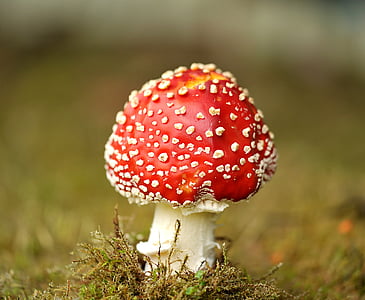 red and white mushroom photography thumbnail