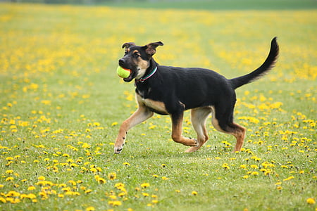 short-coated black and tan German shepherd puppy biting green tennis ball while running on yellow petaled flower field during daytime thumbnail