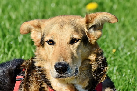 black and tan dog lying on grass thumbnail