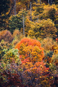 brown and orange trees plant thumbnail