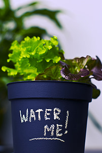 green lettuce plant with blue pot thumbnail