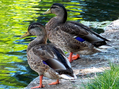 two gray-and-beige ducks standing near water thumbnail