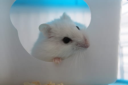 white mouse eating white cheese thumbnail