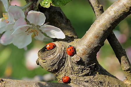 three orange ladybugs thumbnail