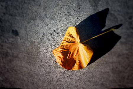 Leaf, Of The thumbnail