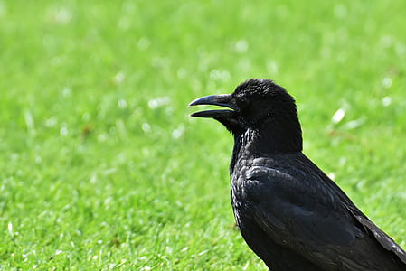 selective focus photography of bird thumbnail