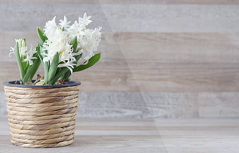 white flower in brown pot thumbnail