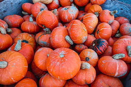 orange squash lot thumbnail