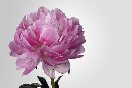closuep photography of pink carnation thumbnail