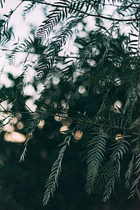 bokeh photography of green leafed plant thumbnail