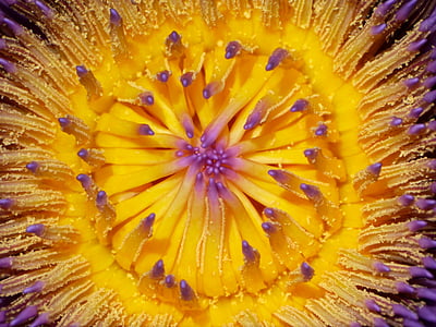 macro photography of yellow and purple water lily flower thumbnail
