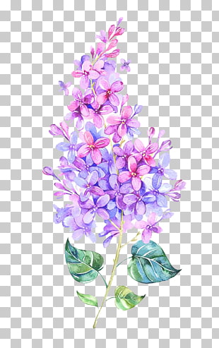 Pink Flower Purple Color, Watercolor flowers, blue and pink lilac flower painting PNG clipart