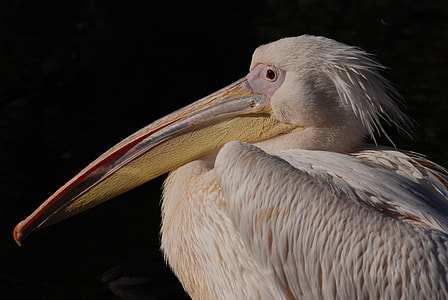 Great White Pelican, Pelican thumbnail