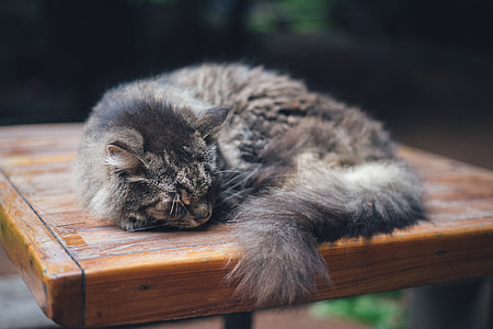 A cat sleeping on a table thumbnail
